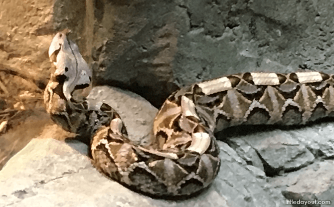 View the world's heaviest viper species, the Gibbon Viper, at RepTopia