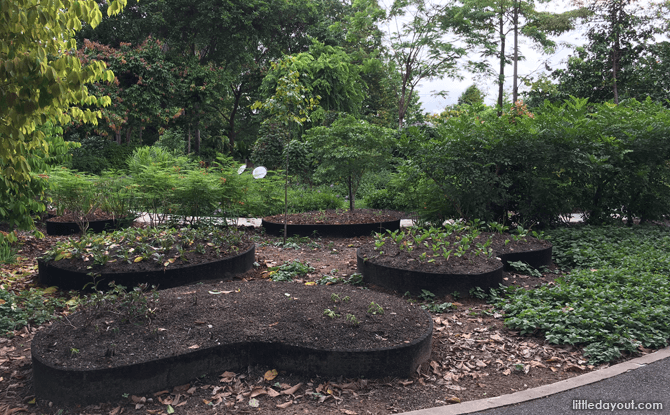 The Healing Garden at Singapore Botanic Gardens