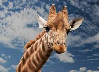 50+ Giraffe Jokes & Puns That Will Stretch Out A Laugh For A Long Time 50+ Giraffe Jokes & Puns That Will Stretch Out A Laugh For A Long Time