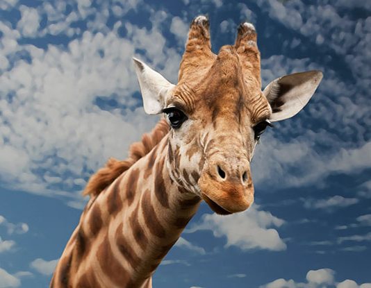 50+ Giraffe Jokes & Puns That Will Stretch Out A Laugh For A Long Time
