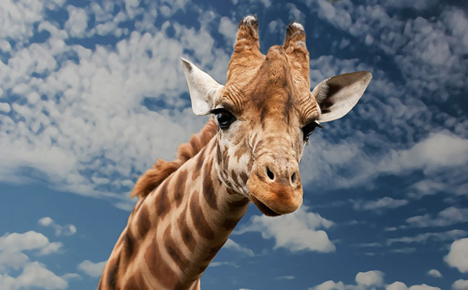 50+ Giraffe Jokes & Puns That Will Stretch Out A Laugh For A Long Time