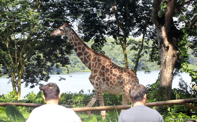 Giraffe at Singapore Zoo