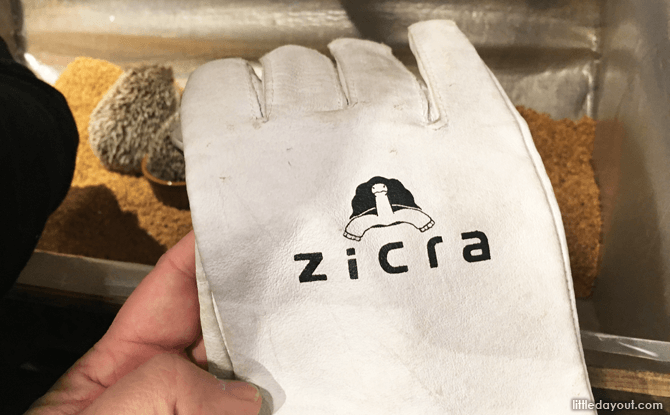 Gloves for picking up the hedgehogs