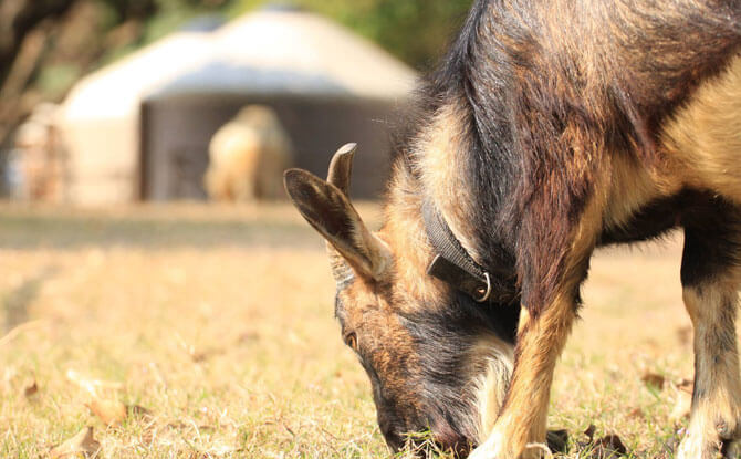 Goats at Sai Yuen Farm, Hong Kong