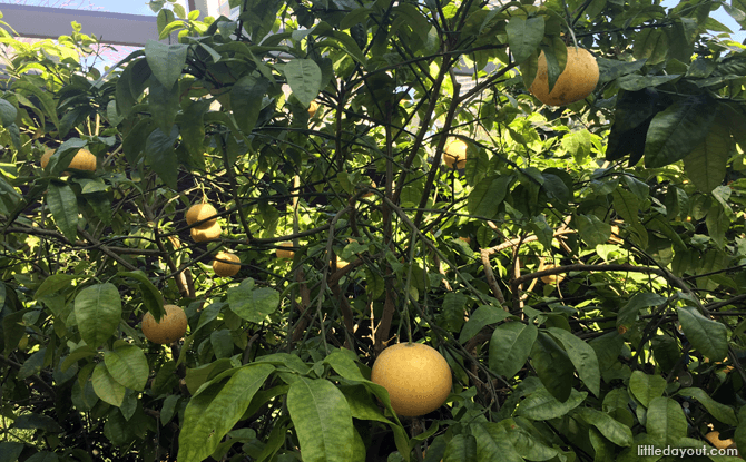 Grapefruit at the Californian Garden, Flower Dome