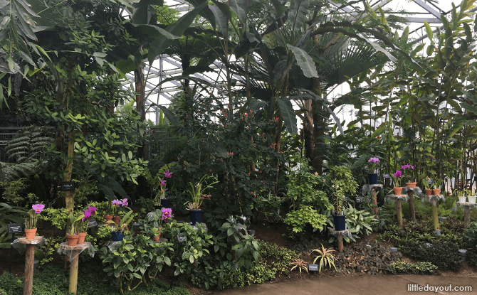 Tropical and sub-tropical plants are found in The Greenhouse