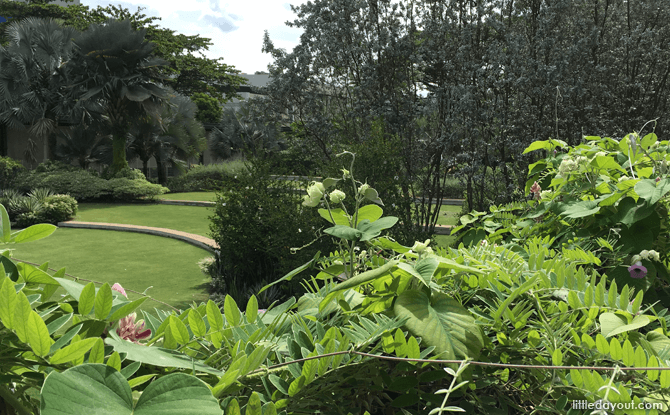 Green terrace at HortPark