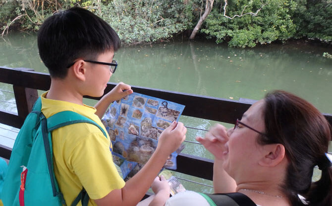 Looking out for marine life along the shore with the Northern and Southern Singapore Shores Guidesheets