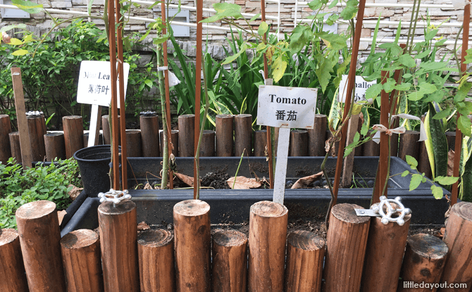 Vegetable Patch