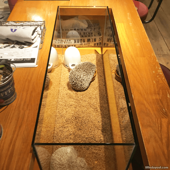 Hedgehogs at Hedgehog Cafe, Tokyo