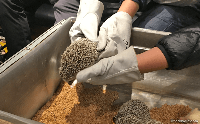 Handle the hedgehogs gently, please.