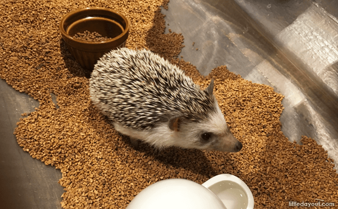 Hedgehog Cafe Harry, Harajuku, Tokyo, Japan