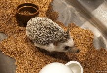 Hedgehog Cafe Harry, Harajuku, Tokyo, Japan