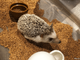 Hedgehog Cafe Harry, Harajuku, Tokyo, Japan