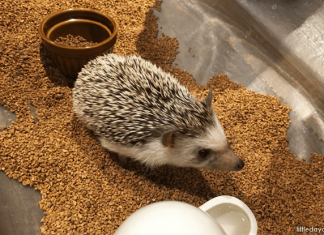 Hedgehog Cafe Harry: Spiky Encounters in Harajuku, Tokyo Hedgehog Cafe Harry, Harajuku, Tokyo, Japan