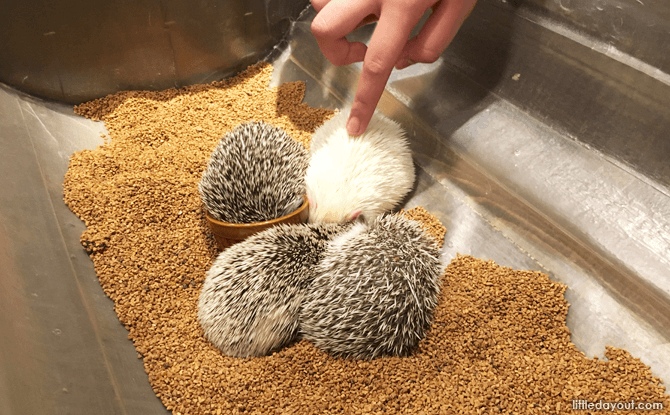 Hedgehogs