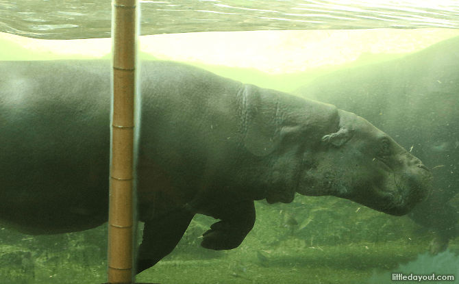 Singapore Zoo's Pygmy Hippo