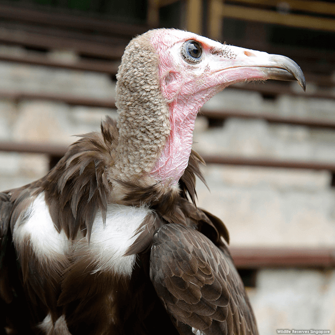 The Hooded vulture is listed as Critically Endangered due to hunting and habitat loss.
