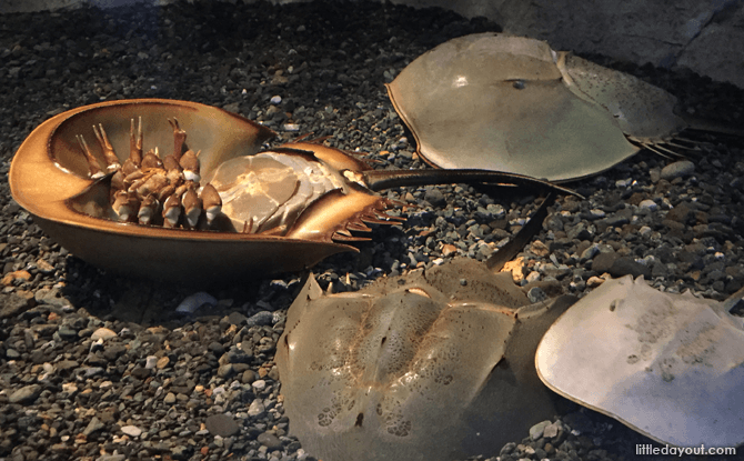Horseshoe crabs, Otaru Aquarium