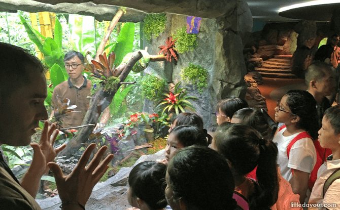 Five Kid-Friendly Things to Do at Singapore Zoo’s RepTopia Keeper Interaction Sessions