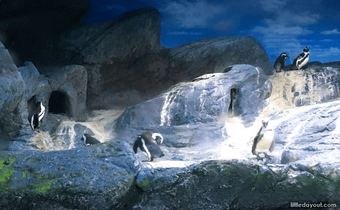 Jackass Penguins at SEA LIFE Bangkok Ocean World