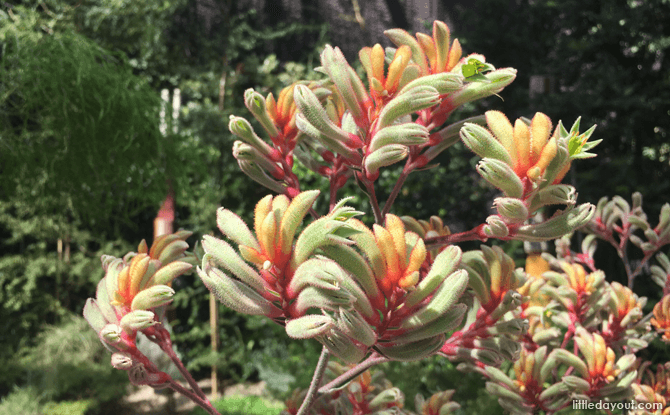 Kangaroo's Paw, Australian Garden