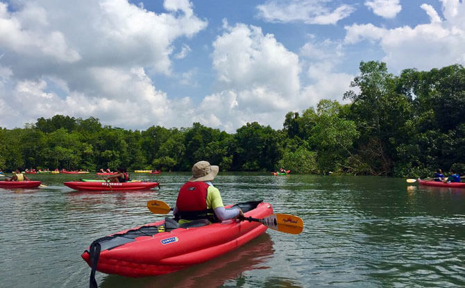 Mangrove Kayaking - Pesta Ubin 2018