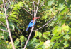 Kingfisher - Nature Reserves in Singapore