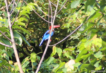 Four Nature Reserves in Singapore: What To See In The Green Havens On The Little Red Dot Kingfisher - Nature Reserves in Singapore