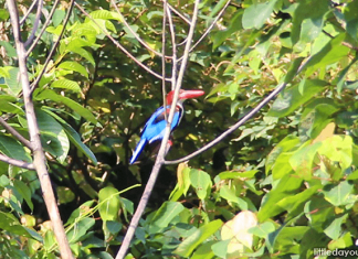 Four Nature Reserves in Singapore: What To See In The Green Havens On The Little Red Dot Kingfisher - Nature Reserves in Singapore