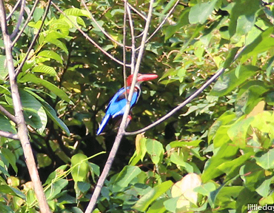 Kingfisher - Nature Reserves in Singapore
