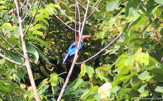 Four Nature Reserves in Singapore: What To See In The Green Havens On The Little Red Dot Kingfisher - Nature Reserves in Singapore