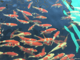 Koi at Mainland Tropical Fish Farm