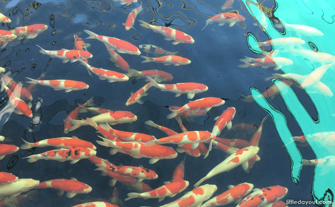 Mainland Tropical Fish Farm: Feed the Fish & Longkang Fishing Koi at Mainland Tropical Fish Farm