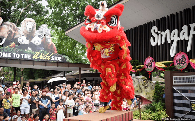 Lion dance at Singapore Zoo - Lunar New Year 2018