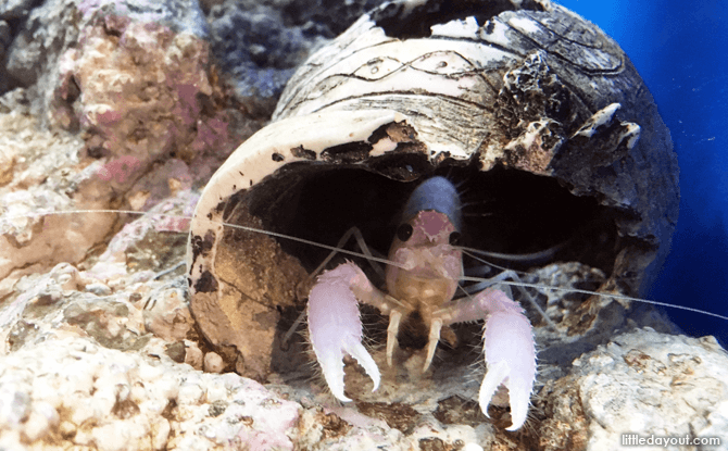 Crustacean at KLCC Aquarium