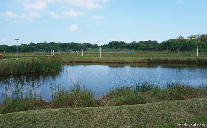 Polishing Pond at Lorong Halus Wetland