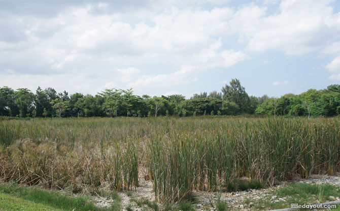 Reed beds at Lorong Halus