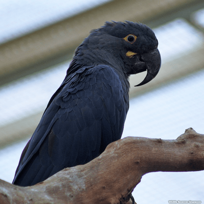 The endangered Lear's macaw has a bright yellow eye ring and green-tinged cobolt blue plumage.