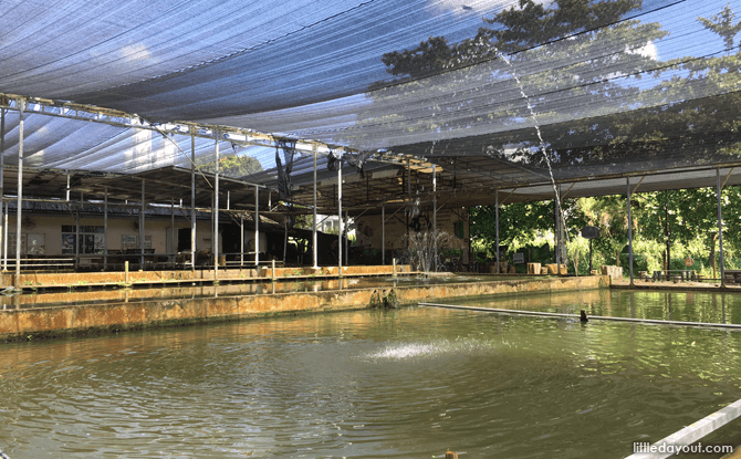 Mainland Tropical Fish Farm