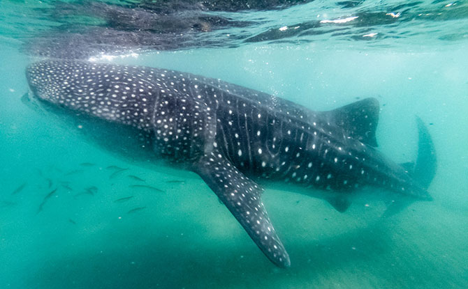 Whale Shark In Singapore Waters