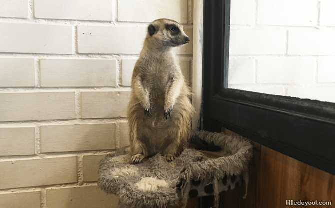 Meerkats, Little Zoo Cafe Bangkok Siam Square