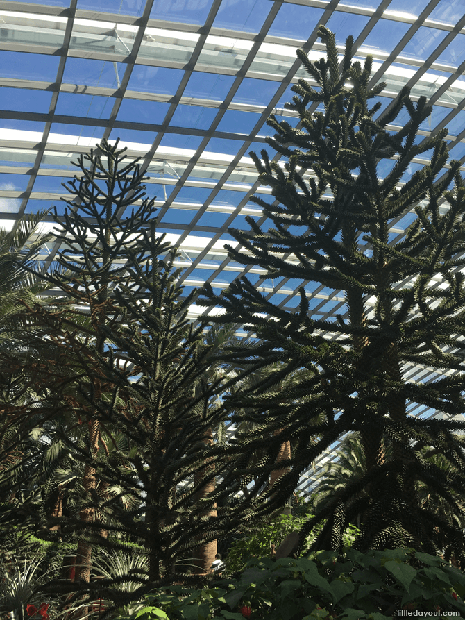 Monkey Puzzle Tree