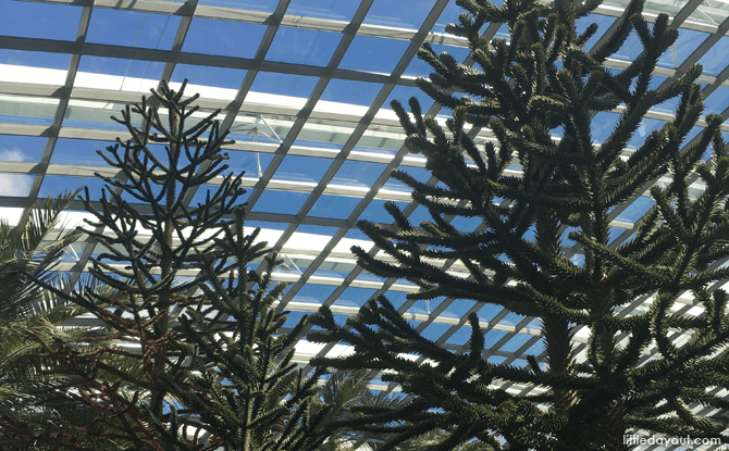 Gardens by the Bay Flower Dome: 9 Gardens That Take You Around the World 5 Monkey Puzzle Tree