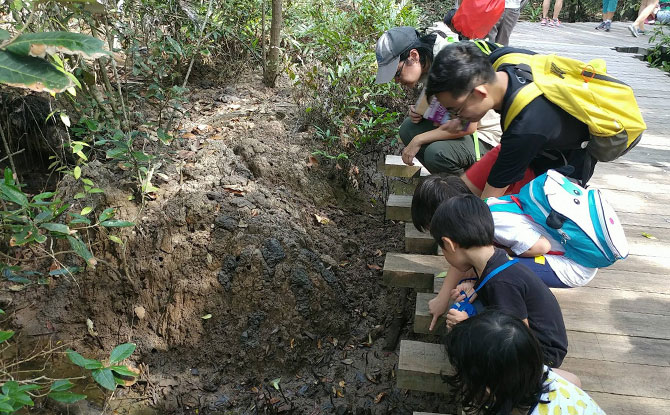 e-nakedcrab No Wildlife in Singapore? Wildlife Volunteer Groups In Singapore Will Prove You Dead Wrong!