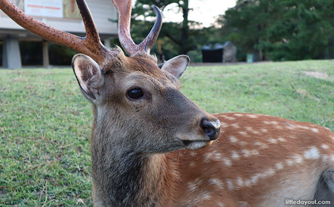 Nara Deer Park