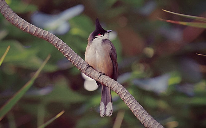 Hong Kong Wildlife