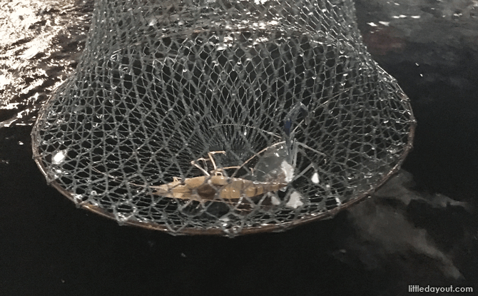 Prawn in the net