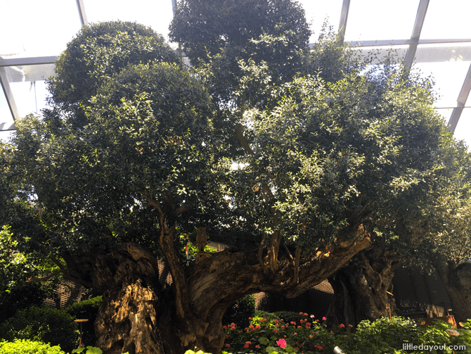 Olive Grove at Gardens by the Bay