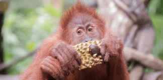 Singapore Zoo Celebrates Its 44th Birthday